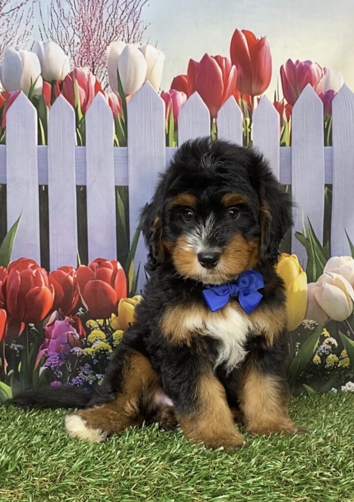 Photo of Mr. Deisel the Mini-Bernedoodle puppy