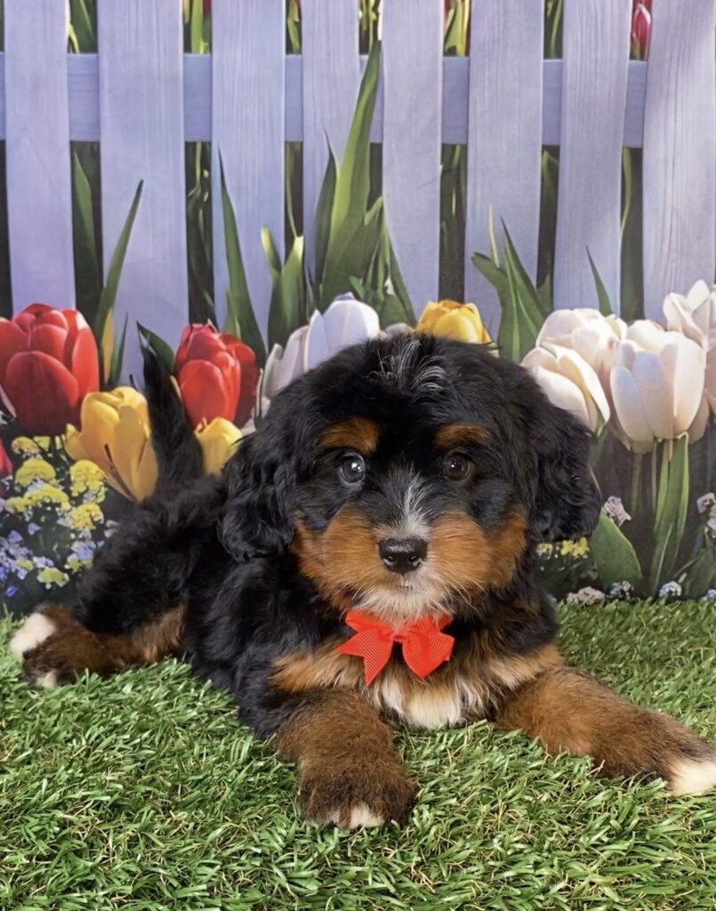 Photo of Mr. Denali the Mini-Bernedoodle puppy
