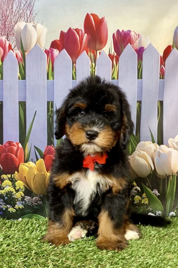 Mr. Duramax the  Mini-Bernedoodle puppy