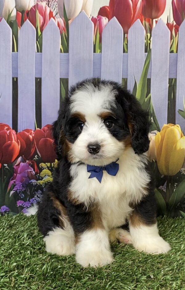 Mr. Durango the  Mini-Bernedoodle puppy
