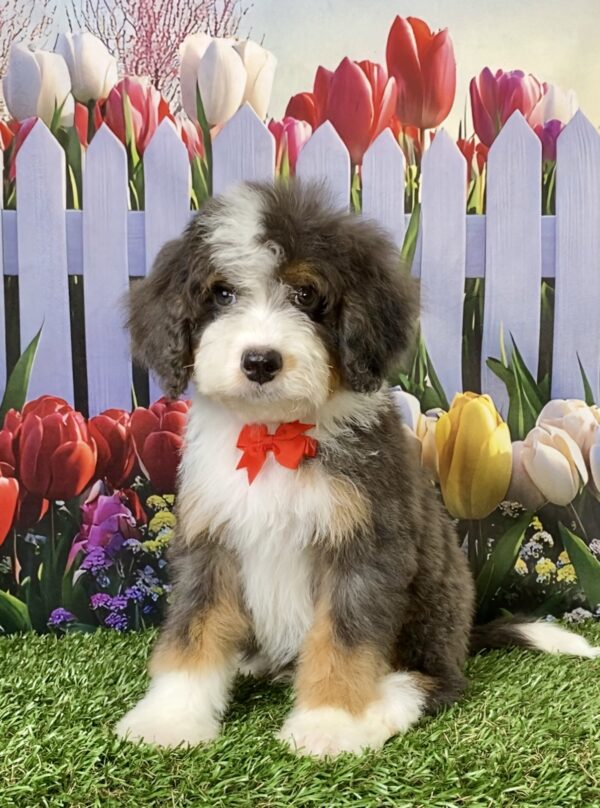 Mr. Shane the F2 Mini-Bernedoodle puppy
