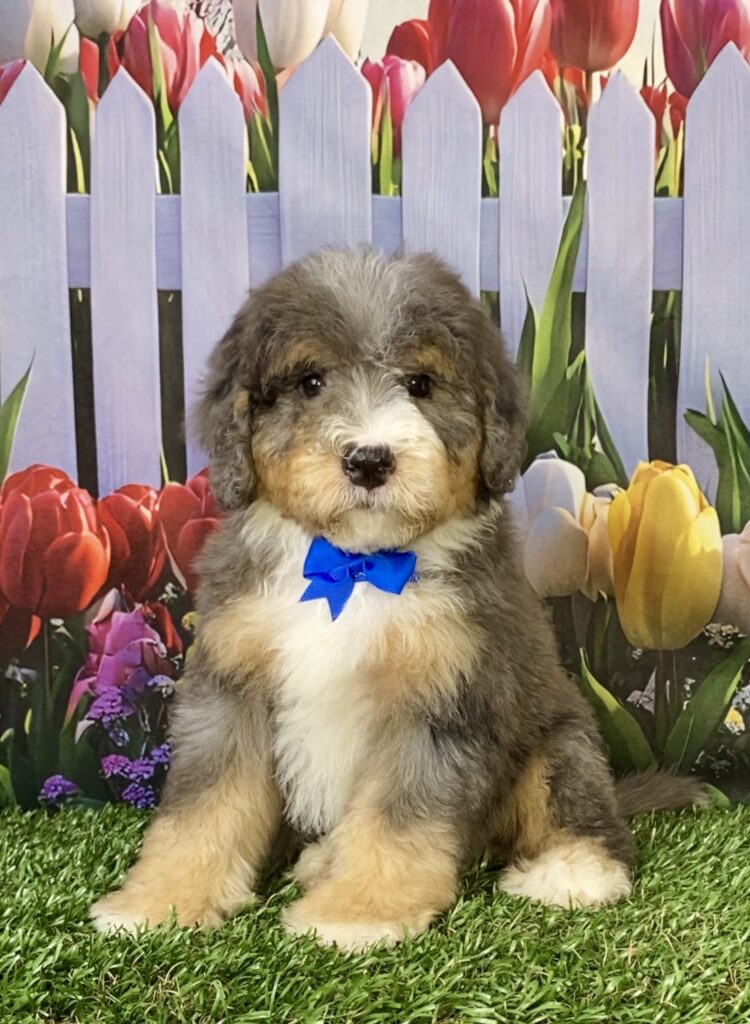 Photo of Mr. Snickers the F2 Mini-Bernedoodle puppy