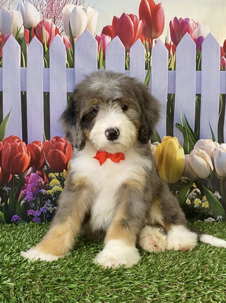 Photo of Mr. Sonic the F2 Mini-Bernedoodle puppy