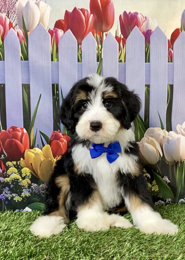 Mr. Spark the F2 Mini-Bernedoodle puppy