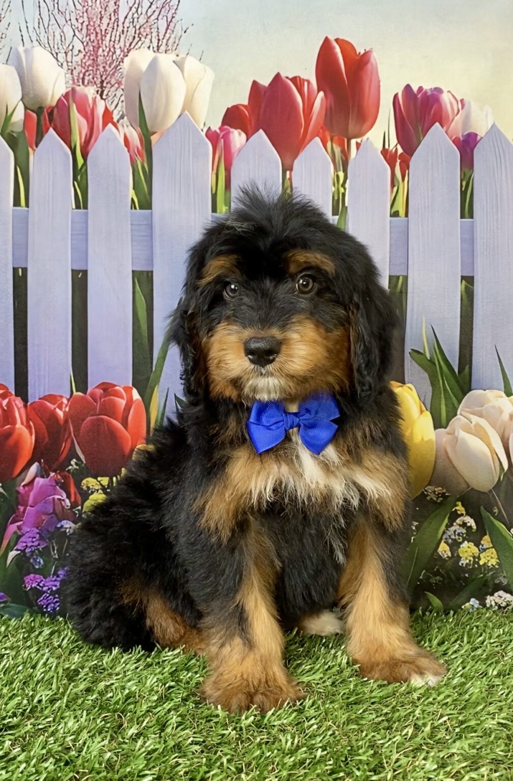 Photo of Mr. Titan the Mini-Bernedoodle puppy