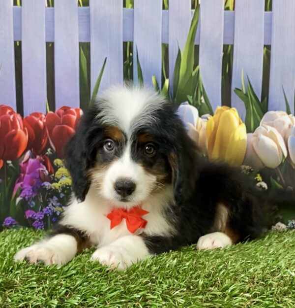 Photo of Mr. Toyota the Mini-Bernedoodle puppy