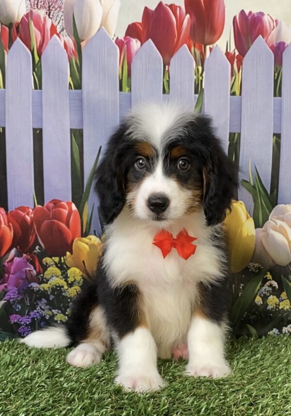 Mr. Toyota the Mini-Bernedoodle puppy