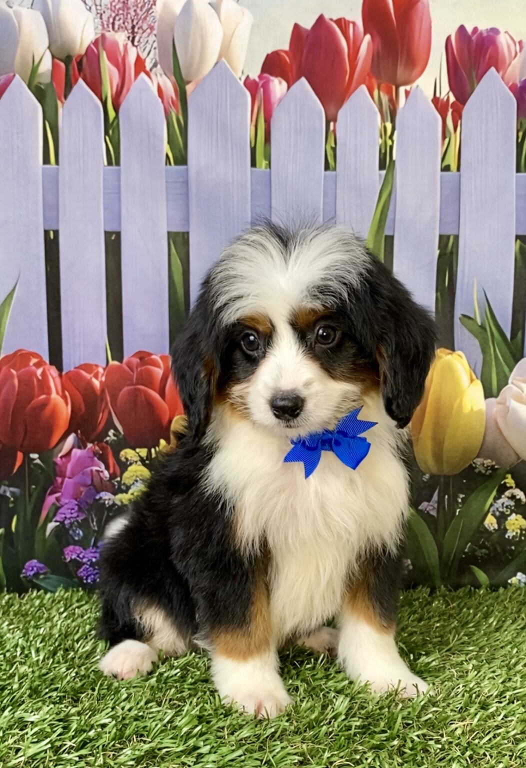Photo of Mr. Travis the Mini-Bernedoodle puppy