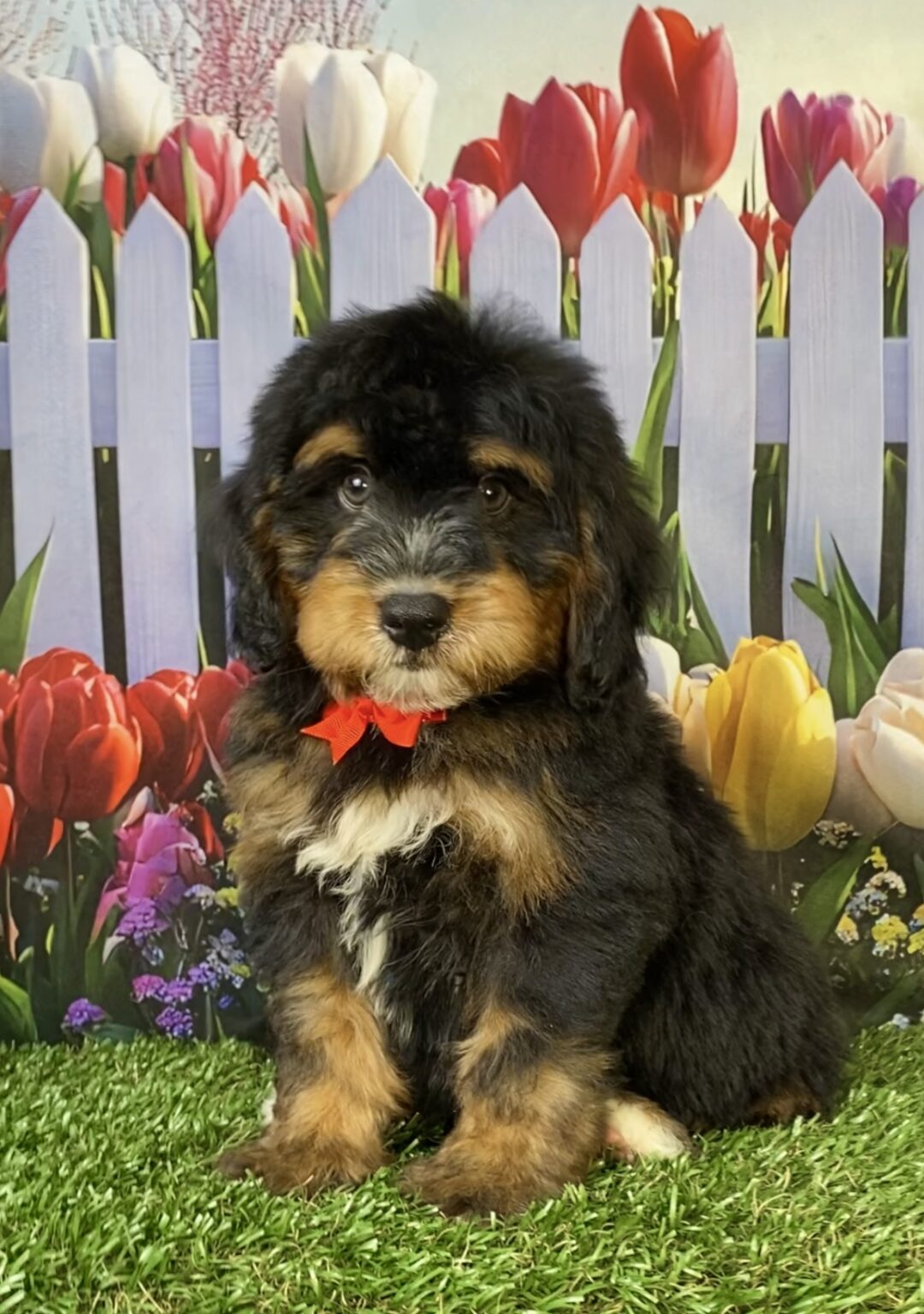 Photo of Mr. Trenton the Mini-Bernedoodle puppy
