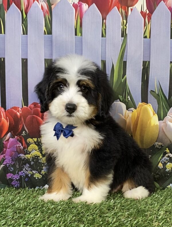 Mr. Tyler the Mini-Bernedoodle puppy
