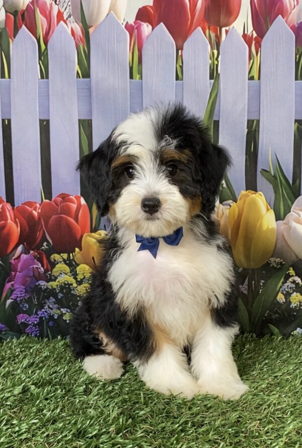 Mr. Wade the Mini-Bernedoodle puppy