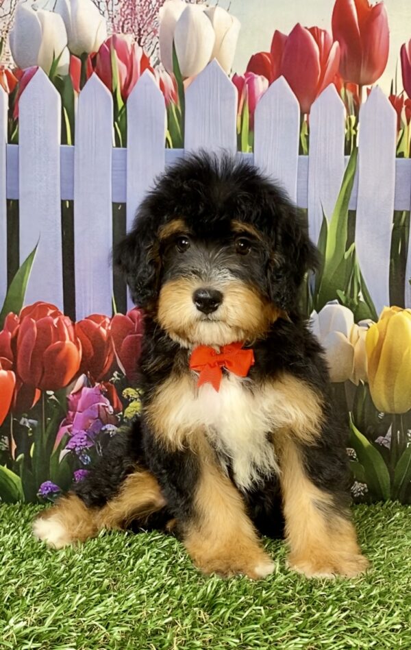 Mr. Waldo the Mini-Bernedoodle puppy