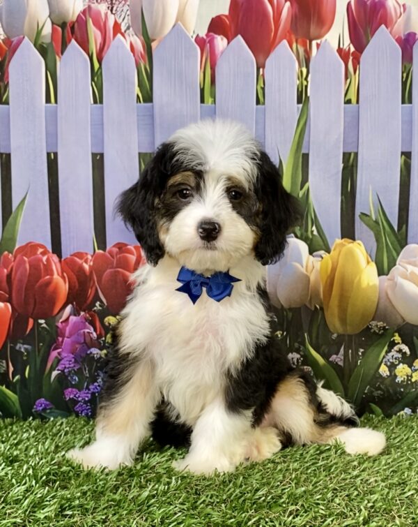 Mr. Warrior the Mini-Bernedoodle puppy