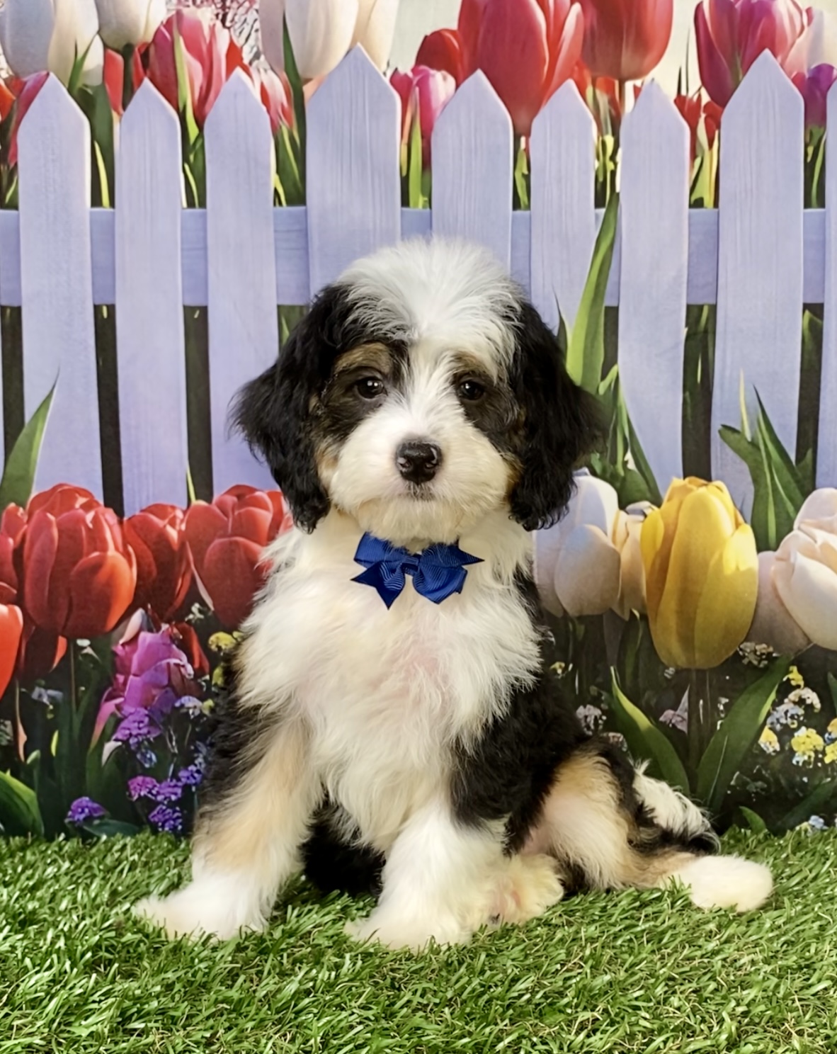 Photo of Mr. Warrior the Mini-Bernedoodle puppy
