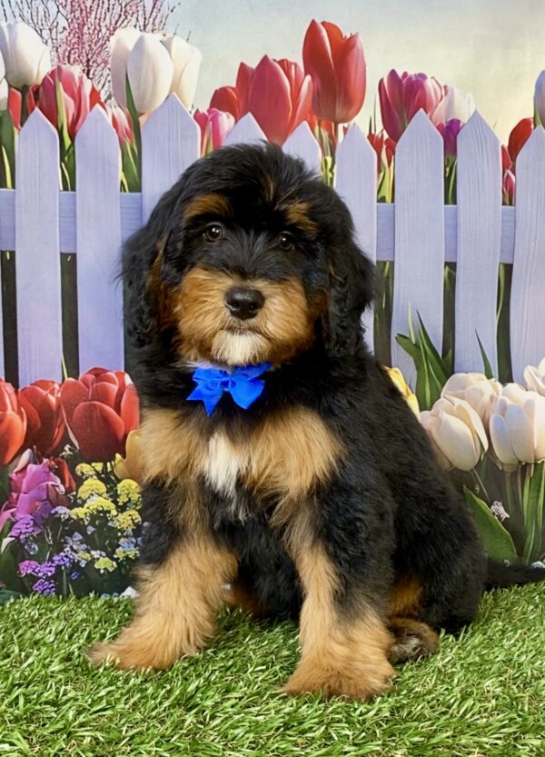 Mr. Wes the Mini-Bernedoodle puppy