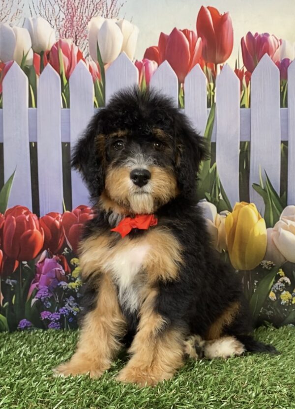 Mr. Winston the Mini-Bernedoodle puppy