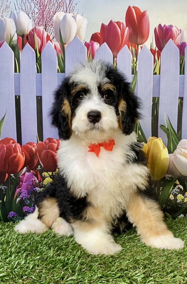 Mr. Wyatt the Mini-Bernedoodle puppy