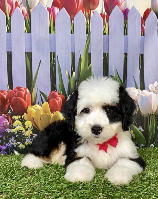 Ms. Amy the Mini-Bernedoodle puppy