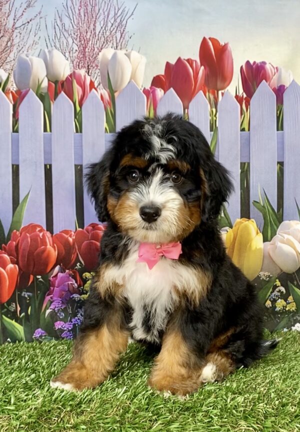 Ms. Angel the Mini-Bernedoodle puppy