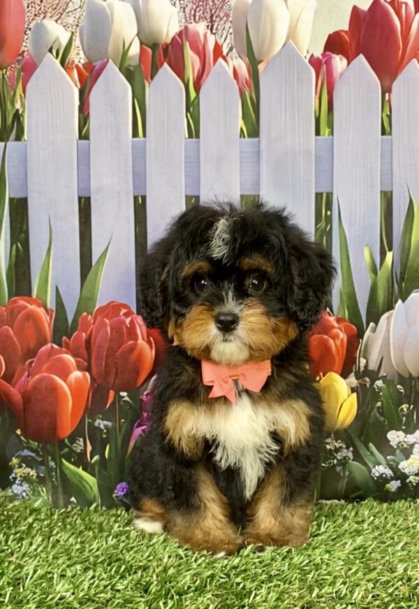 Ms. Angie the Mini-Bernedoodle puppy