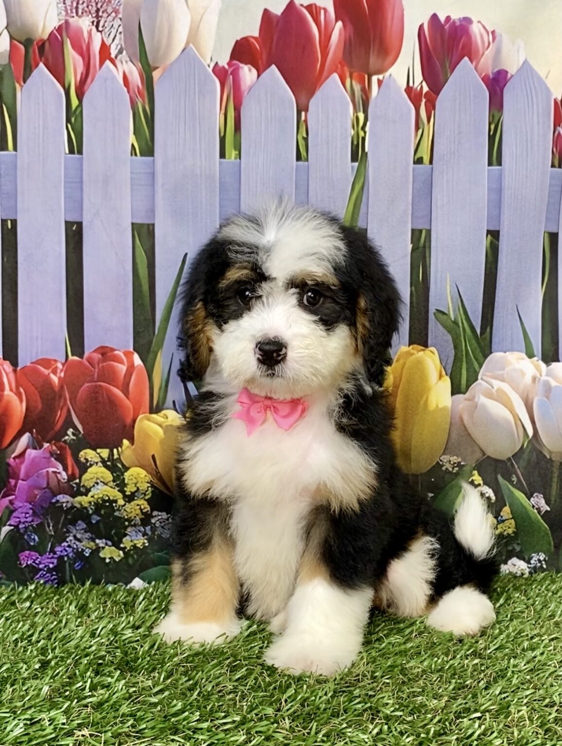 Photo of Ms. Bagel the Mini-Bernedoodle puppy