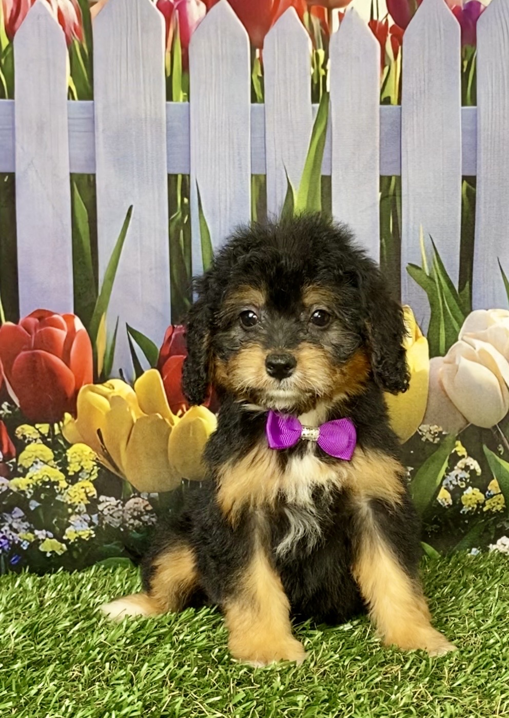 Photo of Ms. Basil the Mini-Bernedoodle puppy