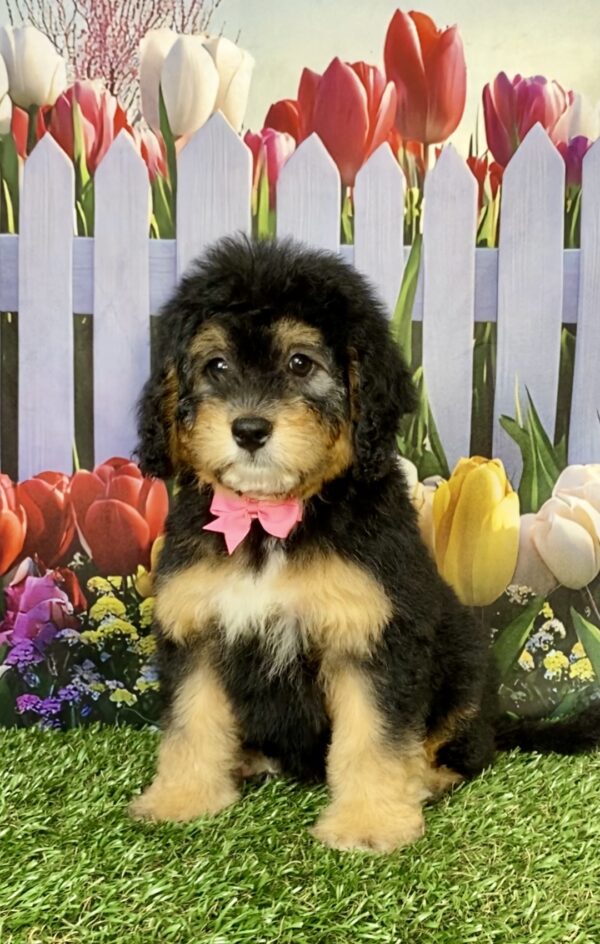 Ms. Beauty the Mini-Bernedoodle puppy
