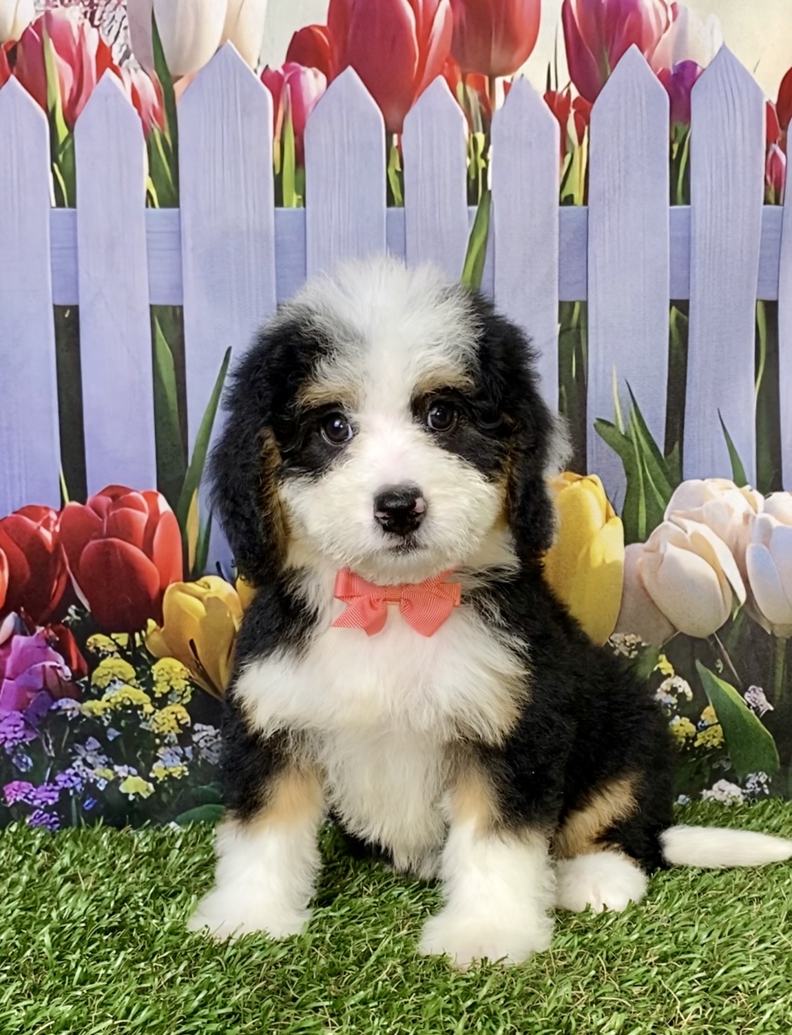 Photo of Ms. Bella the Mini-Bernedoodle puppy