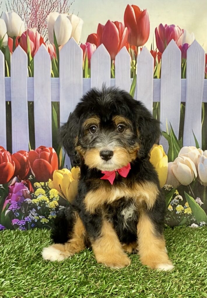 Photo of Ms. Buttons the Mini-Bernedoodle puppy