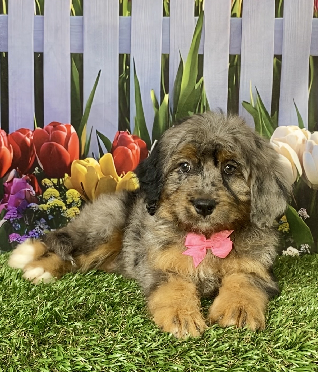 Photo of Ms. Candy the F1B Micro Mini-Bernedoodle puppy