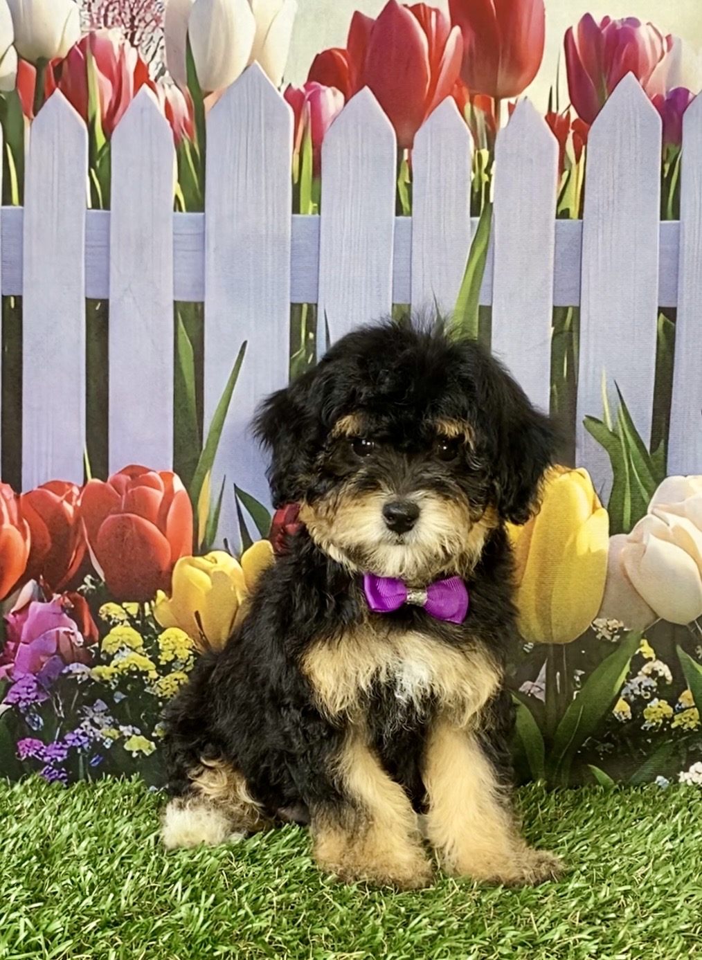 Photo of Ms. Chia the F1B Micro Mini-Bernedoodle puppy