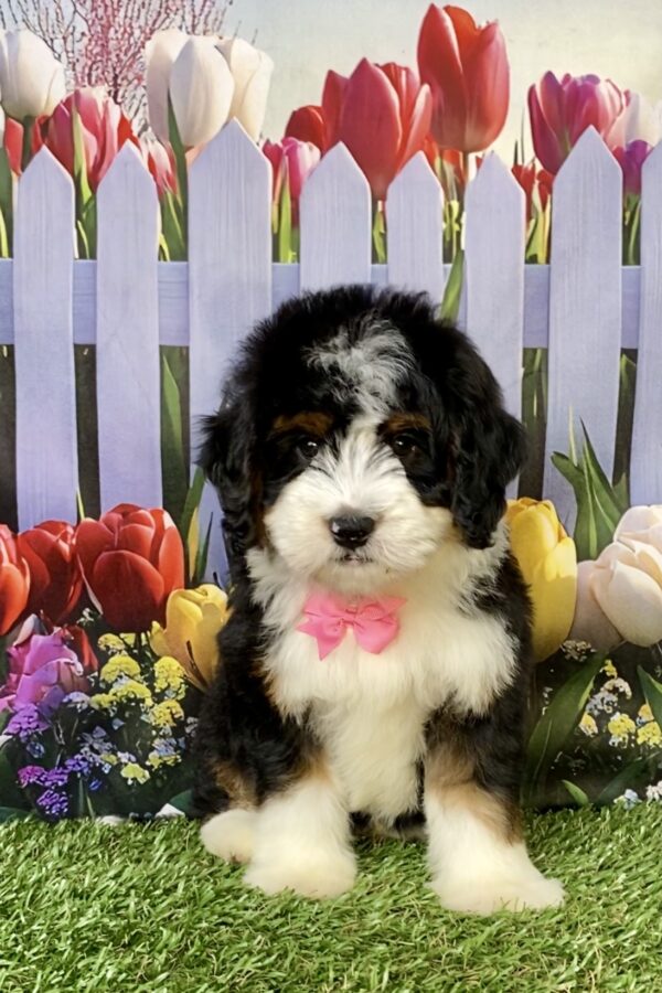 Ms. Daffodil the  Mini-Bernedoodle puppy