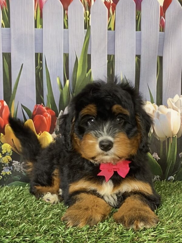 Ms. Daisy the  Mini-Bernedoodle puppy