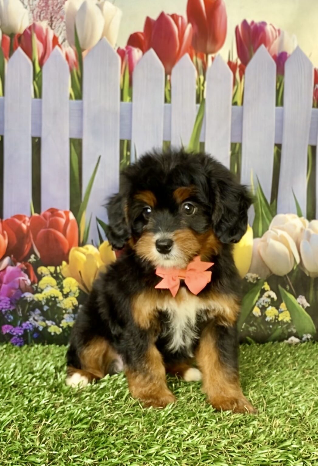 Photo of Ms. Dandelion the Mini-Bernedoodle puppy