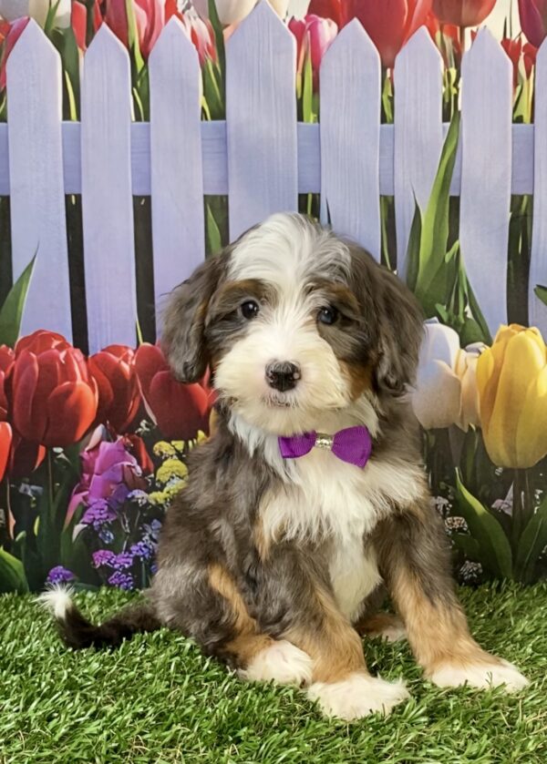 Ms. Skittles the F2 Mini-Bernedoodle puppy