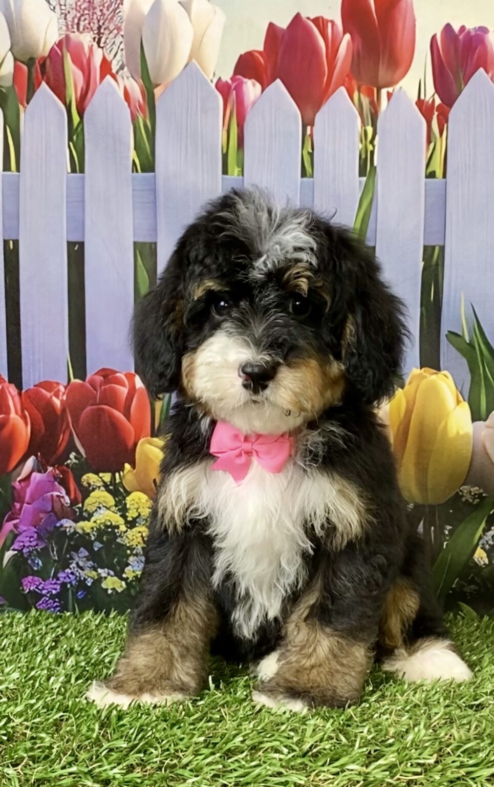Photo of Ms. Sweetie the F2 Mini-Bernedoodle puppy