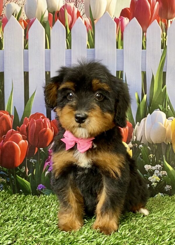 Ms. Tesla the Mini-Bernedoodle puppy