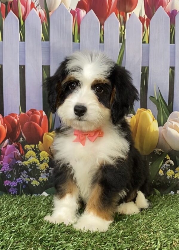 Ms. Tina the Mini-Bernedoodle puppy