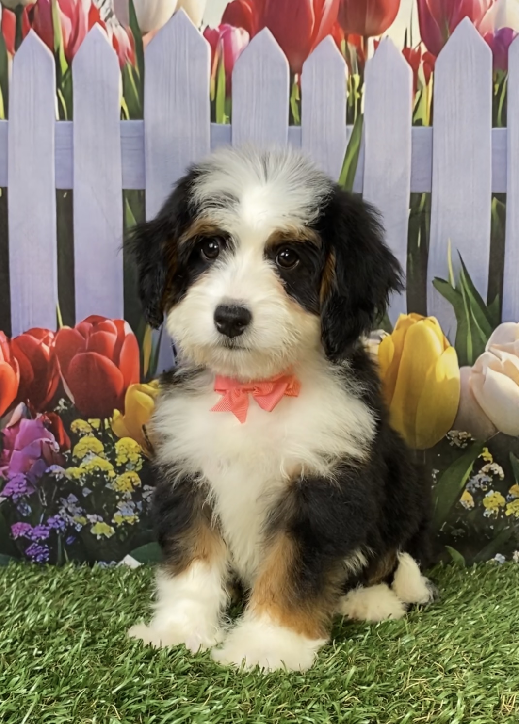 Photo of Ms. Tina the Mini-Bernedoodle puppy