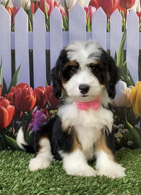 Ms. Twila the Mini-Bernedoodle puppy