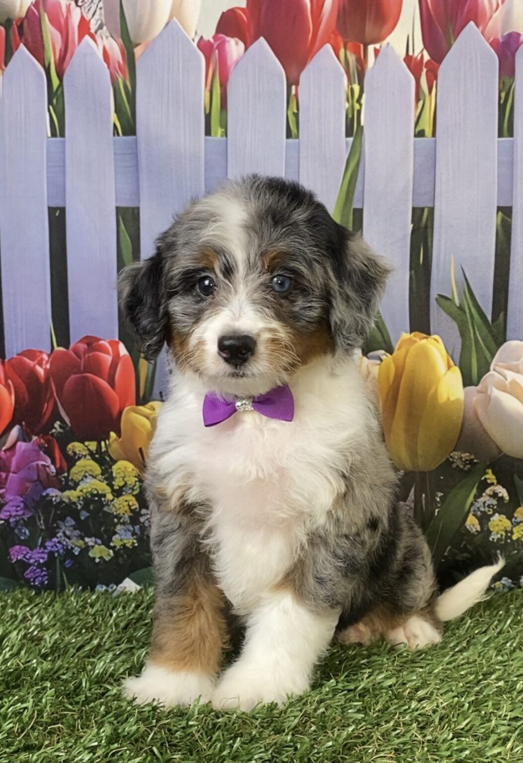 Photo of Ms. Velvet the F1B Micro Mini-Bernedoodle puppy