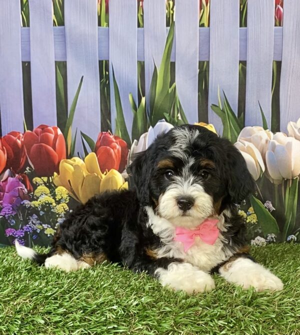 Photo of Ms. Vera the F1B Micro Mini-Bernedoodle puppy