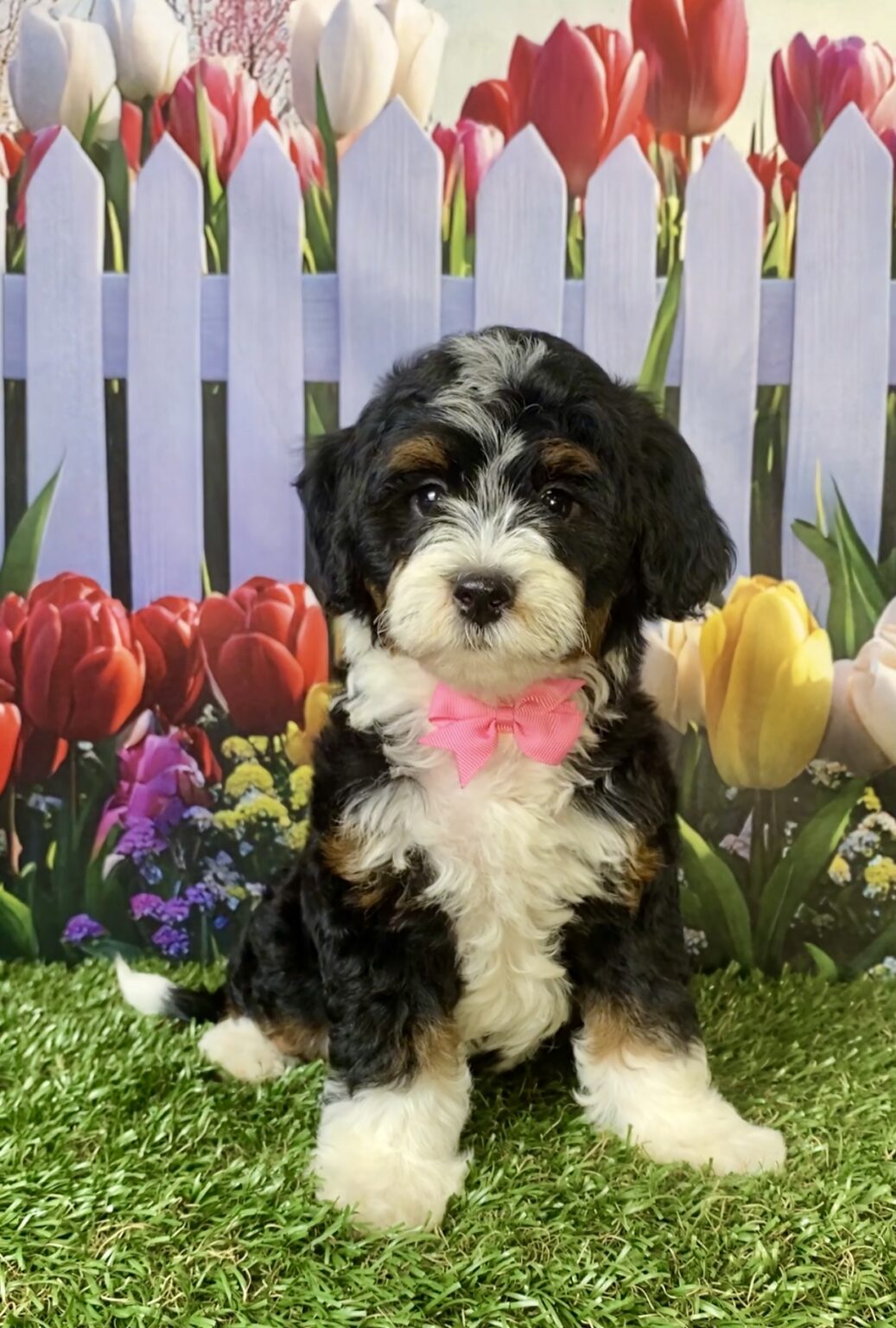 Photo of Ms. Vera the F1B Micro Mini-Bernedoodle puppy