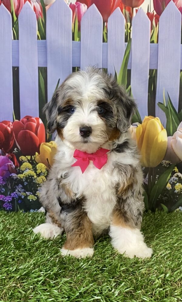 Ms. Victoria the F1B Micro Mini-Bernedoodle puppy