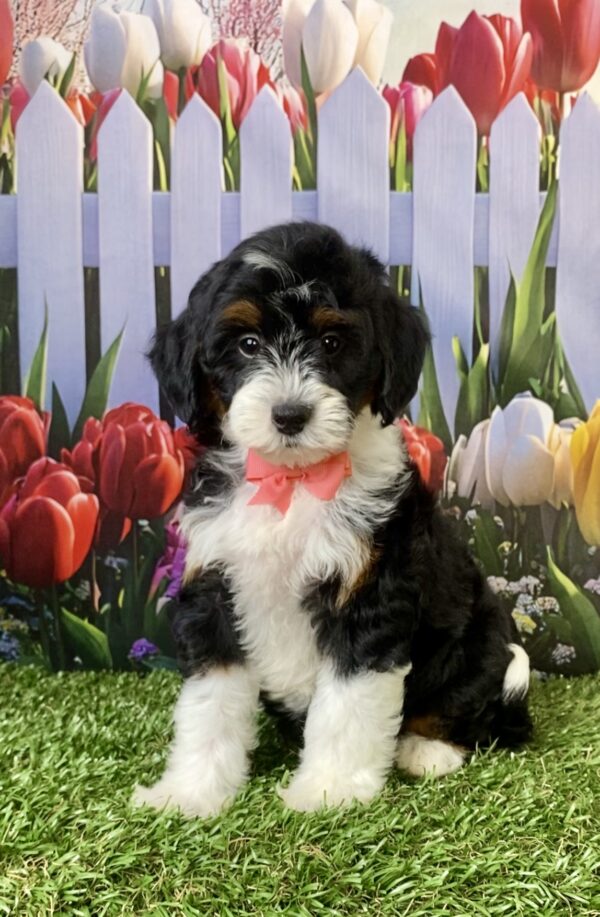 Ms. Violet the F1B Micro Mini-Bernedoodle puppy