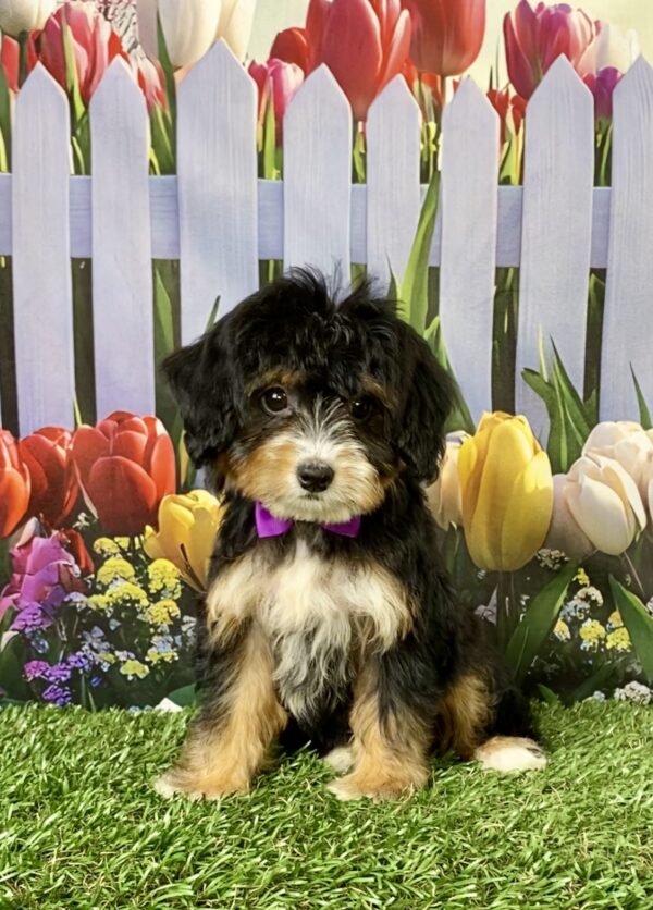 Ms. Waffles the Mini-Bernedoodle puppy