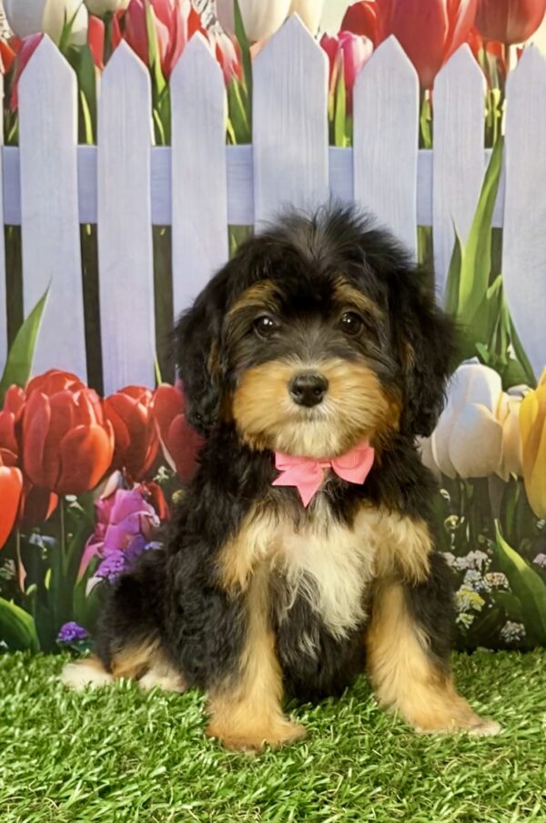 Ms. Wanda the Mini-Bernedoodle puppy