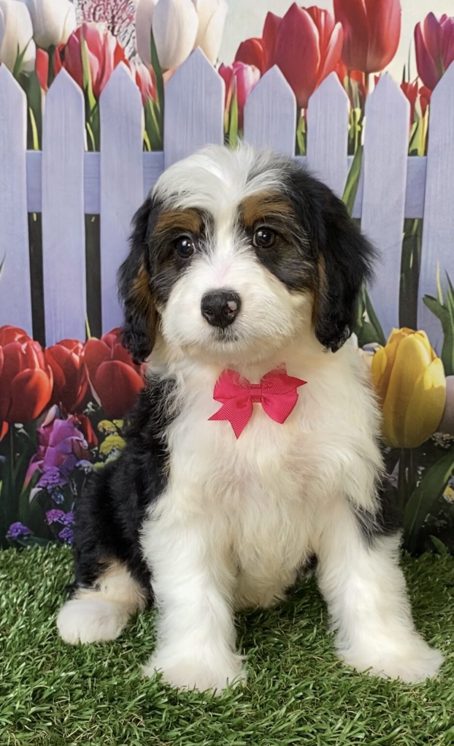 Photo of Ms. Wendy the Mini-Bernedoodle puppy