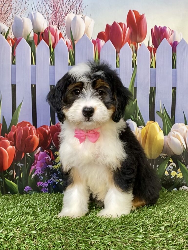 Photo of Ms. Willow the Mini-Bernedoodle puppy