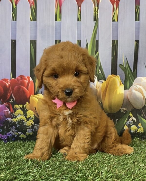 Ms. Fiona the Micro Mini-Goldendoodle - Image 3